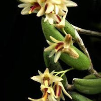 DENDROBIUM RIGIDUM