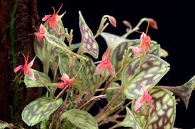 LEPANTHES BARBELIFERA