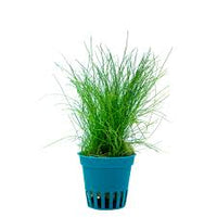 ELEOCHARIS ACICULARIS