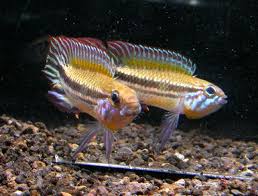 Apistogramma mendezii