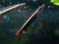 Nannostomus eques