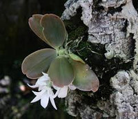 ORQUIDEA AERANGIS FASTUOSA