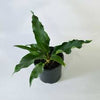 ANTHURIUM PLOWMANII