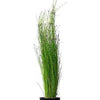 ELEOCHARIS VIVIPARA