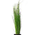 ELEOCHARIS VIVIPARA