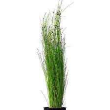 ELEOCHARIS VIVIPARA