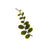 MARCGRAVIA SP IQUITOS - ROUND LEAF