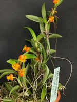 ORQUIDEA MEDIOCALCAR UMBOIENSE