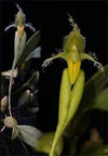Orquide Bulbophyllum fascinator
