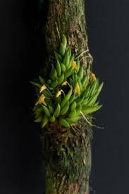 Orquidea Pleurothallis leptotifolia