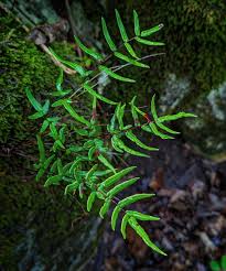 Helecho Pellaea atropurpurea