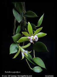 Orquidea Dockrillia pugioniformis