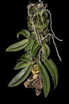 Orquidea Gastrochilus obliquus x acutifolius