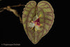 Orquidea Lepanthes saltatrix