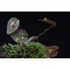 Orquidea Lepanthes saltatrix