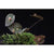 Orquidea Lepanthes saltatrix