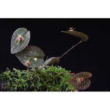 Orquidea Lepanthes saltatrix