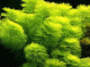 Limnophila heterophylla