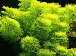 Limnophila heterophylla