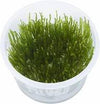Taxiphyllum sp flame in vitro