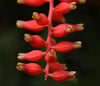 Bromelia Aechmea racinea