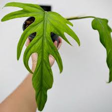PHILODENDRON ELEGANS