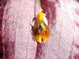 ORQUIDEA LEPANTHES RHODOPHYLLA