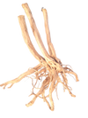 RAINFOREST WOOD