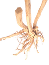 RAINFOREST WOOD
