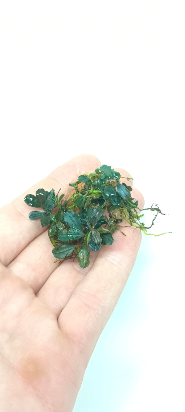 BUCEPHALANDRA BROWNIE BLUE