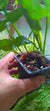 Heleho Drynaria quercifolia