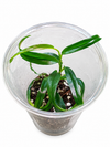 Philodendron chinchamayense narrow