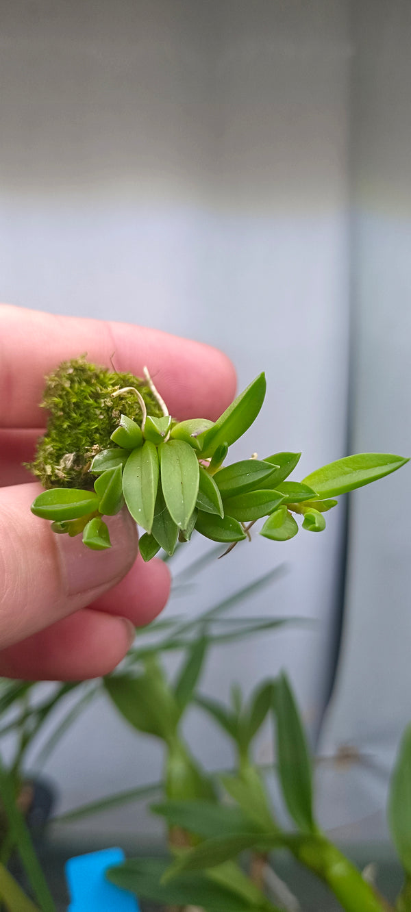Orquisea Pleurothellis sarracenea