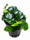 Anubias nana mini mini
