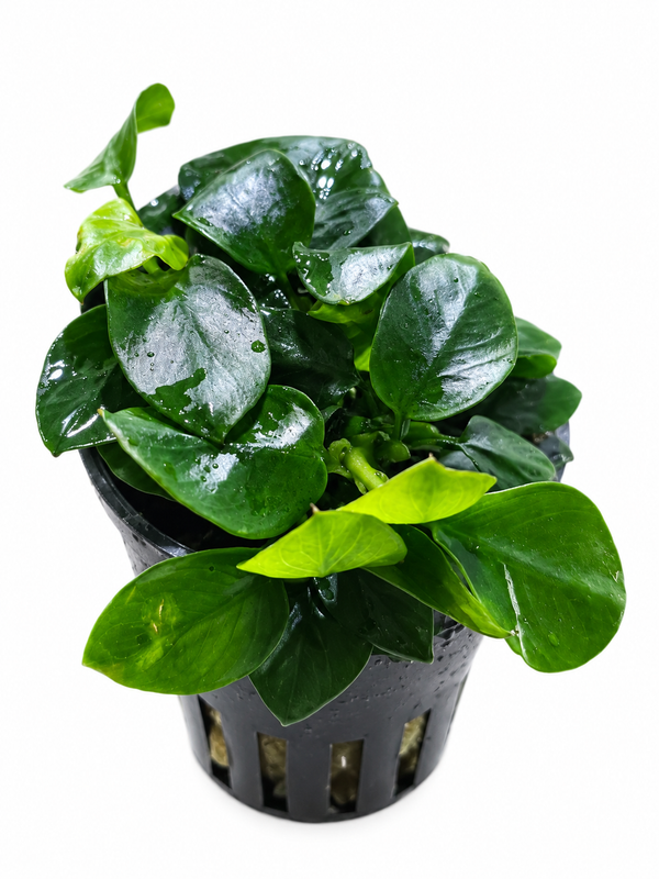Anubias nana mini mini