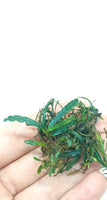 BUCEPHALANDRA ROSMERY