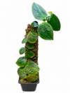 Phothos Ovatifolius