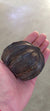 Nypa palm pod