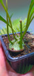 Helecho Lecanopteris mirabilis