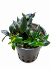 Anubias pangolino