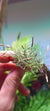 Tillandsia capillaris (Typ 2, mini)