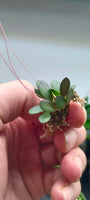 Orquidea Pleurothallis gobyi costa rica mini