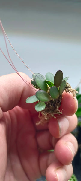 Orquidea Pleurothallis gobyi costa rica mini
