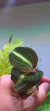 Orquidea Anoectochilus leyli
