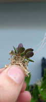 Orquidea Pleurothallis gobyi costa rica mini
