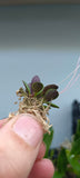 Orquidea Pleurothallis gobyi costa rica mini
