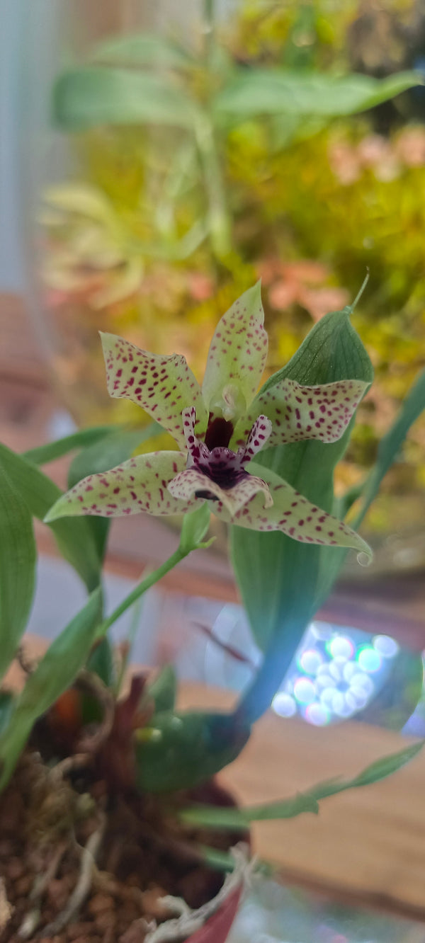 Orquidea Promenaea citrina x (Limelight x xanthina)