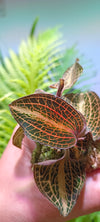 Orquidea Anoectochillus koshunensis