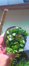 Helecho Lemmaphyllum microphyllum ¨shi shi ¨