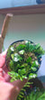 Helecho Lemmaphyllum microphyllum ¨shi shi ¨